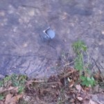 Sensor in shallow creek